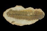 Pecopteris Fern Fossil (Pos/Neg) - Mazon Creek #92295-1